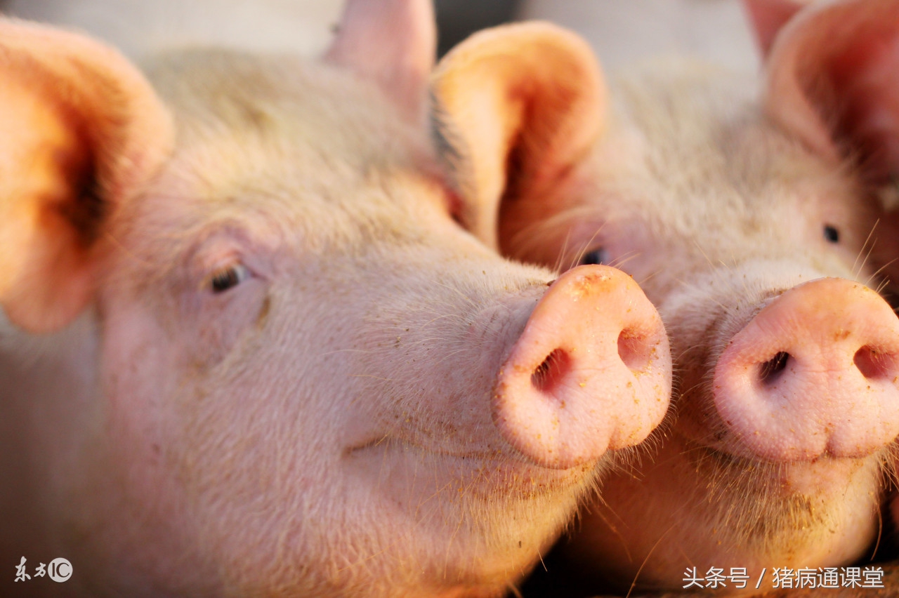 猪的热应激及应对策略,严重热应激的猪如何护理