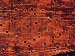 这才是金刚菩提最顶级的玩法,金刚菩提怎么盘玩效率最高