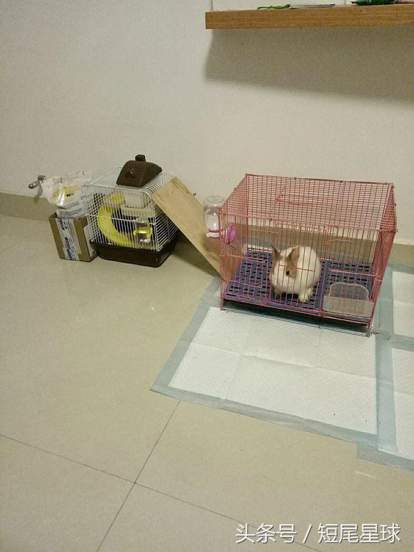 兔子老是咬薄膜怎么办,兔子老是咬食盆怎么办