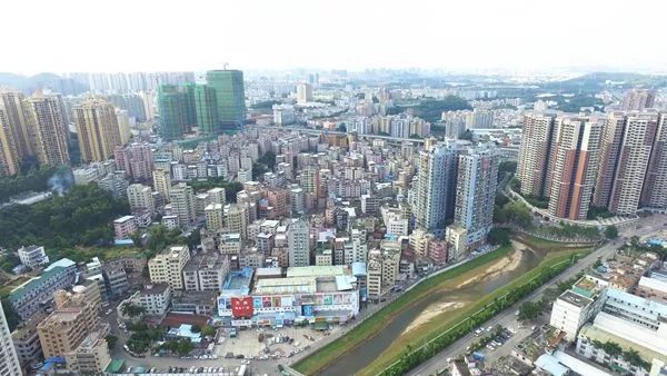 四百年前绿竹变丹竹——丹竹头