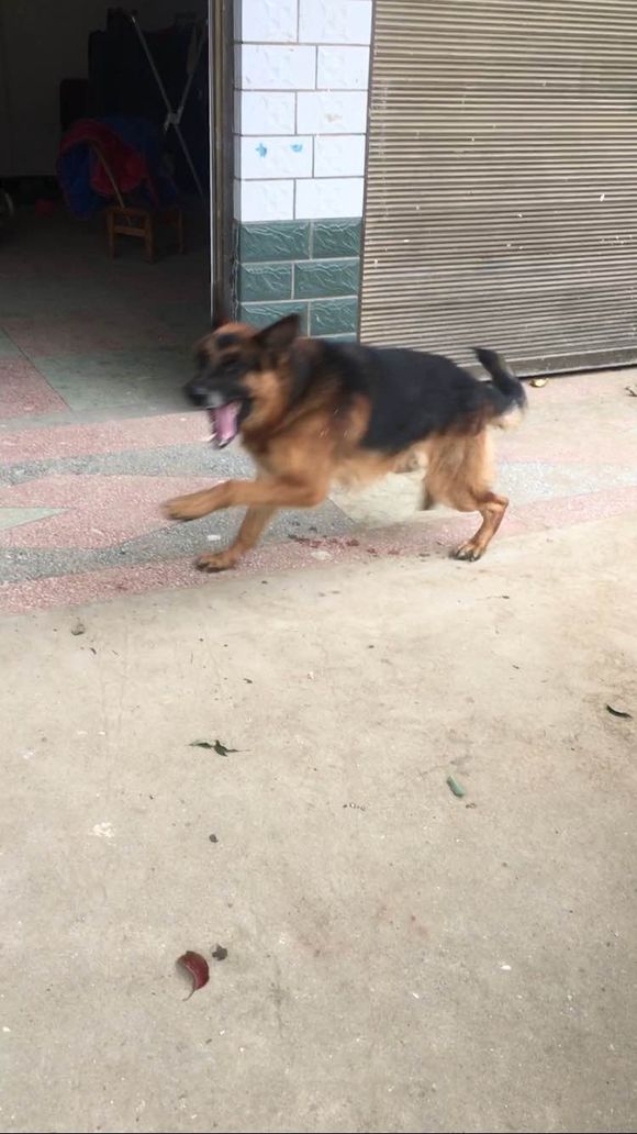 狗狗不认主人还咬主人怎么办,如果狗狗不认主怎么办