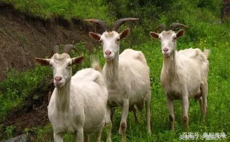 不带膻味的奶粉,奶粉有膻味怎么办