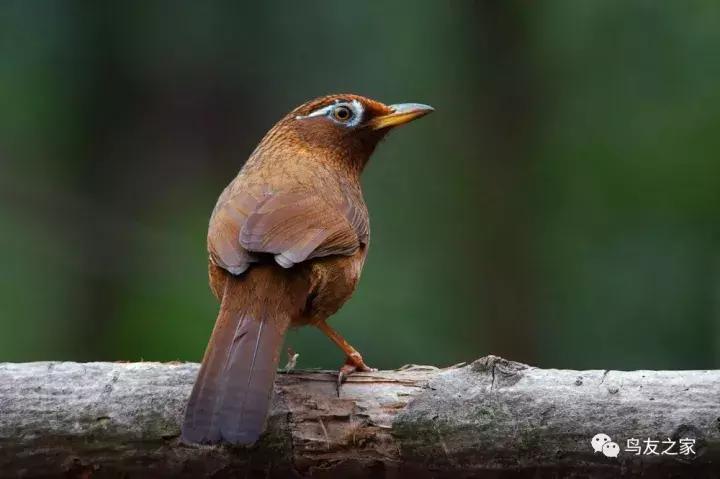 画眉鸟不叫的解决办法,画眉鸟不叫的解决办法有哪些