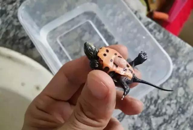 乌龟蛋在自然条件下怎么孵化,养一只乌龟下蛋了能孵化出来吗