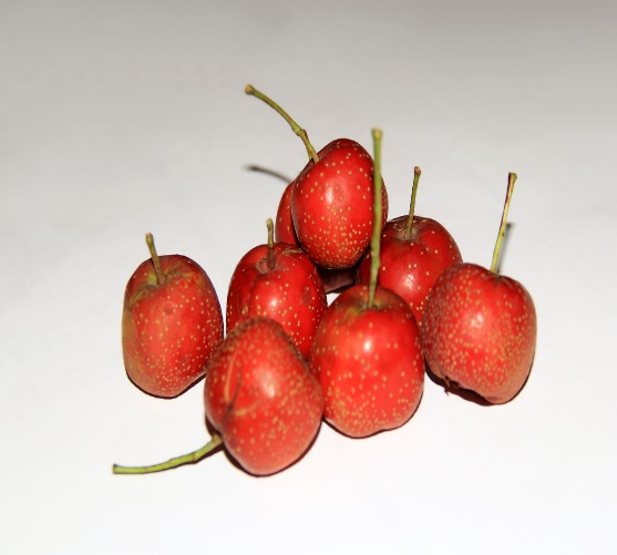 减肥哪些食物碰不得,孕期什么东西不能碰