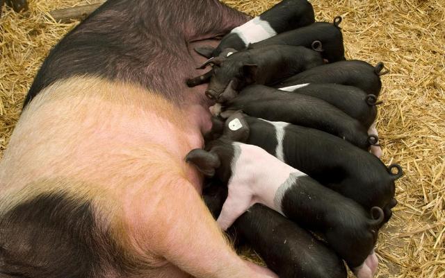 2024农村自繁自养的猪成本多少,怎么养猪省成本钱