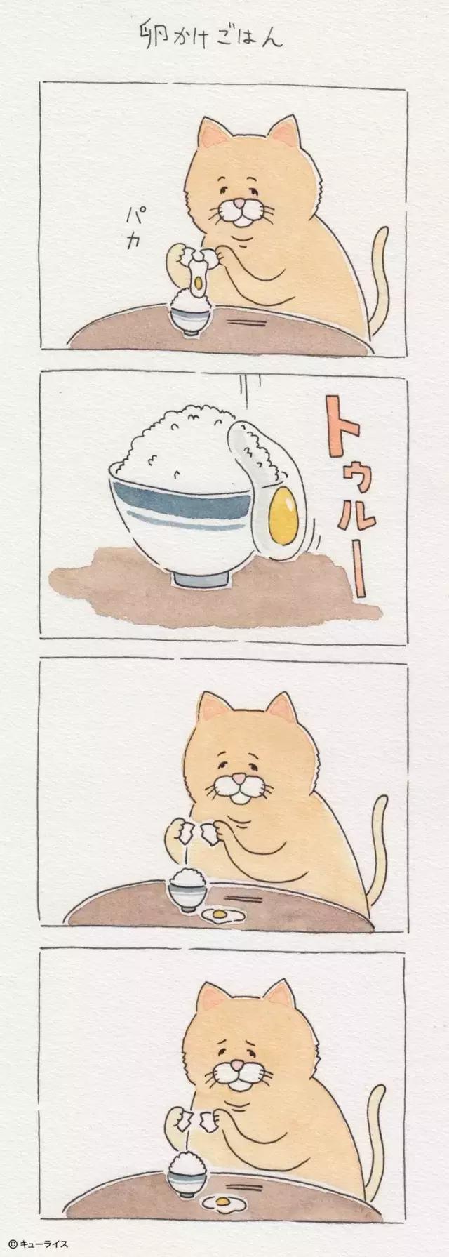 一只普通橘猫的成长史,橘猫的真实成长