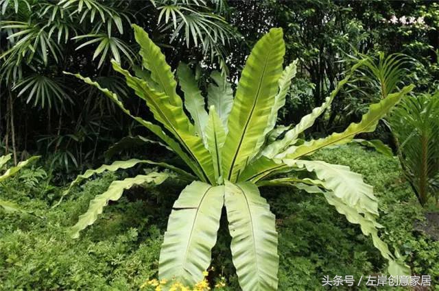 100种室内植物大全,户外小景观植物大全