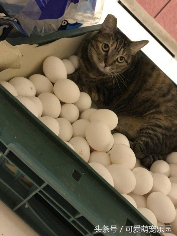 澶ц劯鐚殑鐑︽伡,澶ц劯鐚殑鐑︽伡瑙h