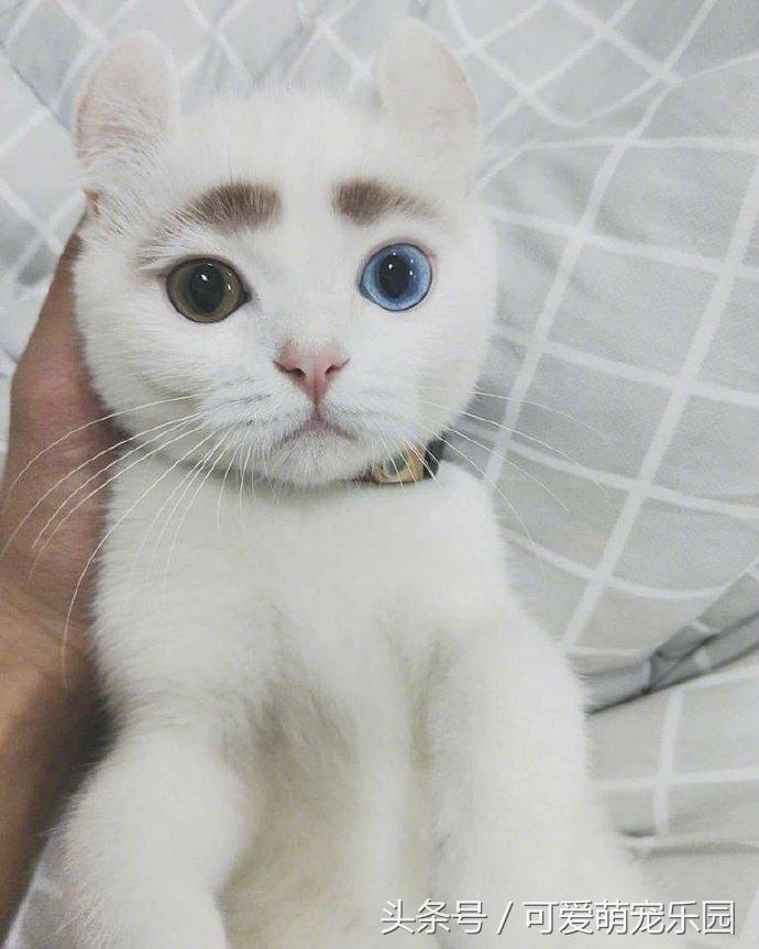 澶ц劯鐚殑鐑︽伡,澶ц劯鐚殑鐑︽伡瑙h