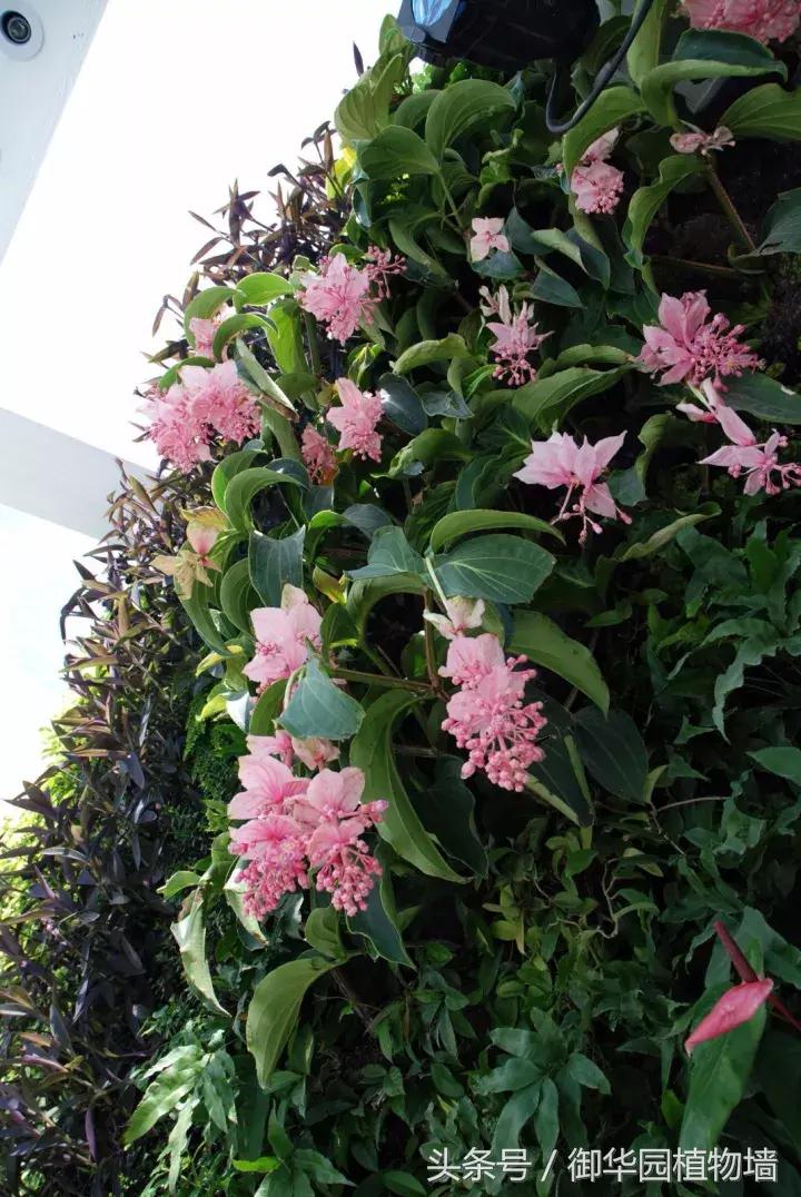 他曾说过：每一面植物墙都是一个花园……