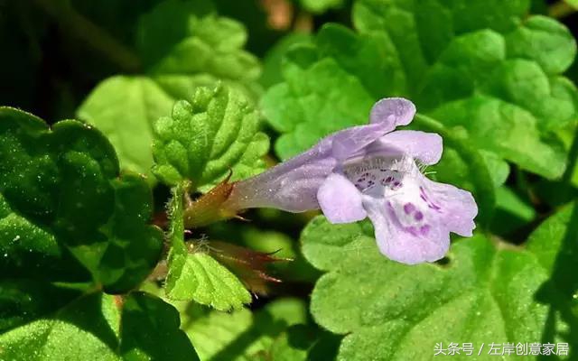 100种室内植物大全,户外小景观植物大全