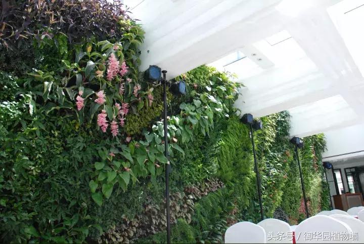 植物大战僵尸之父是中国人,植物墙创始人