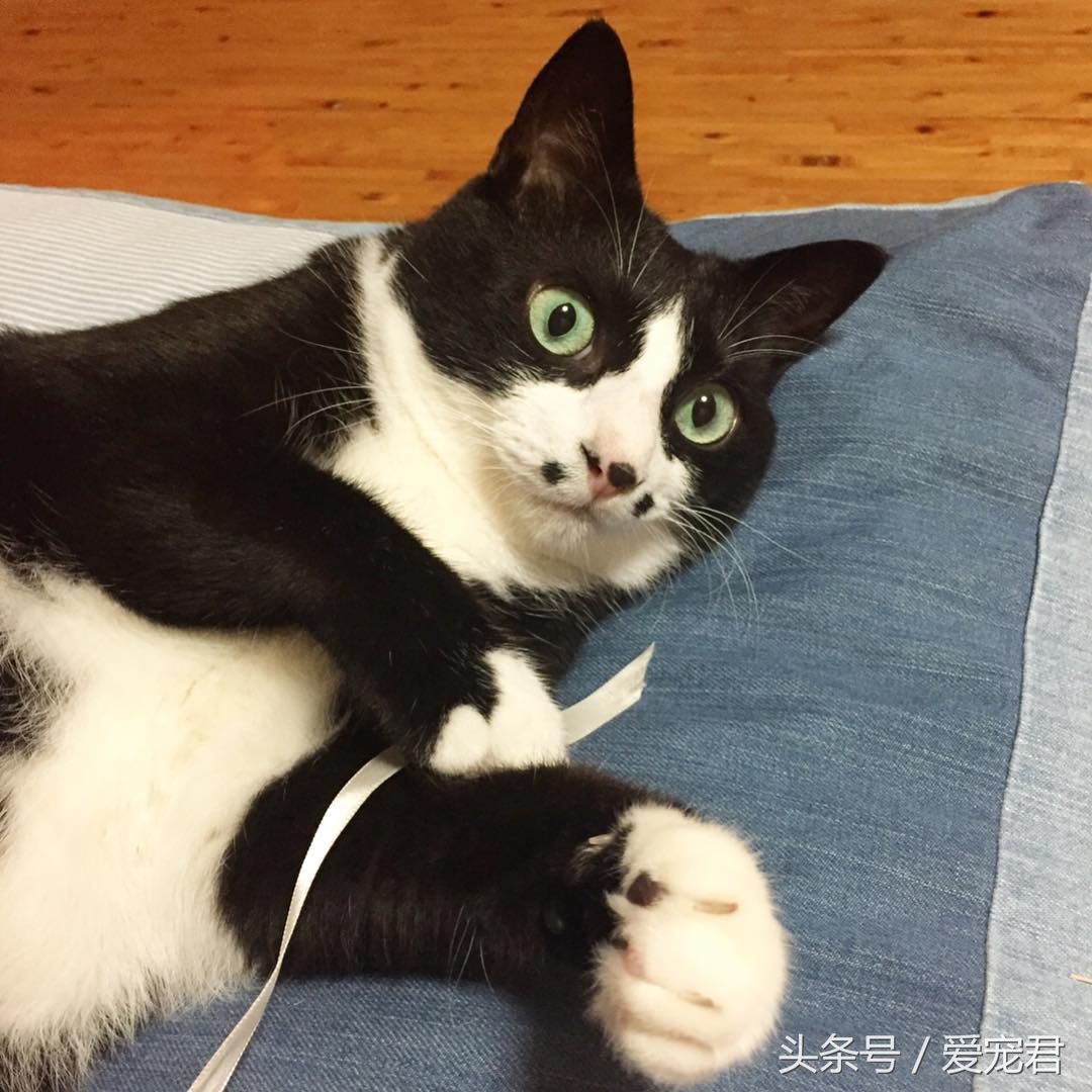 如何快速与胆小新猫咪建立感情,怎样和胆小的猫咪建立信任