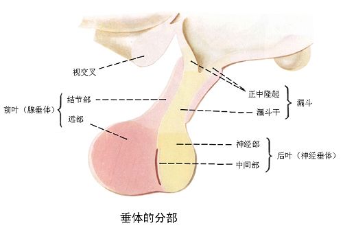 确诊垂体瘤泌乳素高一点,确诊脑垂体瘤应做哪些检查