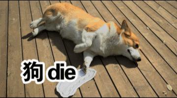 测一测你家狗能活多久!