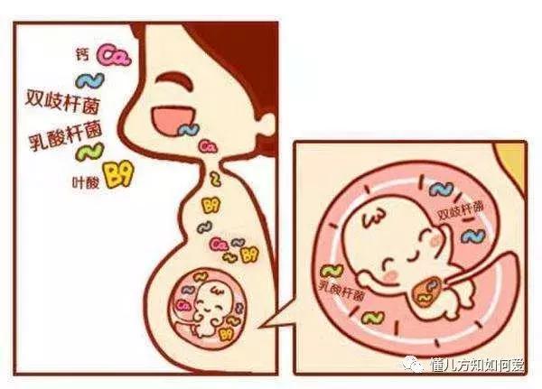 益生菌可以预防胎儿湿疹吗,专门调节宝宝过敏及湿疹的益生菌