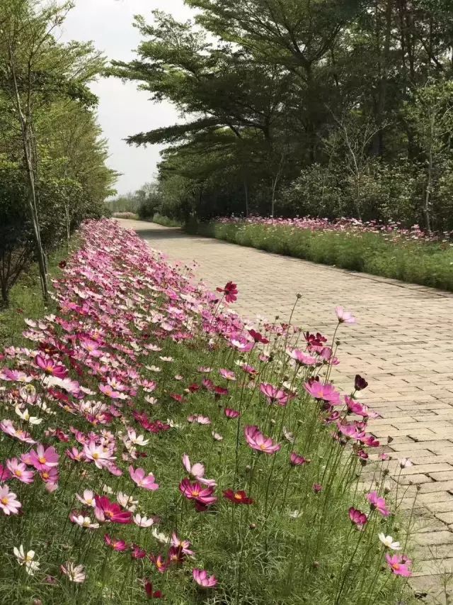 双十一｜光棍节，惠州紫溪半岛*光脱**攻略