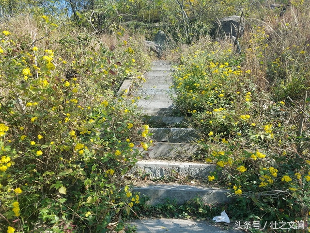 描写秋天野菊花灿烂的七言诗句,描写野菊花的唯美诗句