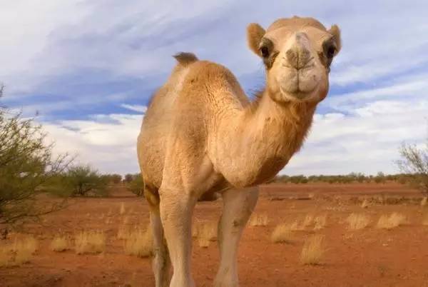 那些听着很好笑实际很悲伤的故事,愚人节的玩笑也可以是真的