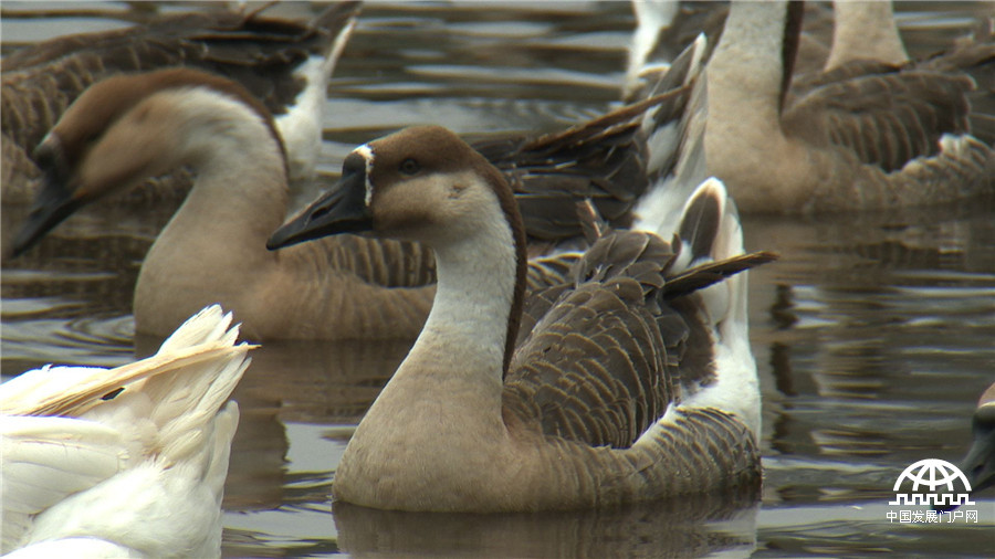 致富经发狗财,红嘴雁养殖致富经
