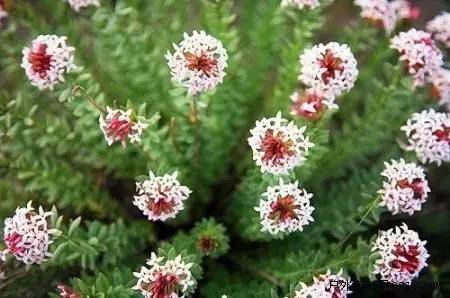 开春挖野菜教你轻松识别18种野菜,您知道春季最养肝护肝的野菜吗