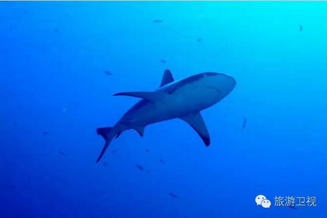 帕劳恢复免签2017,帕劳对中国人免签不