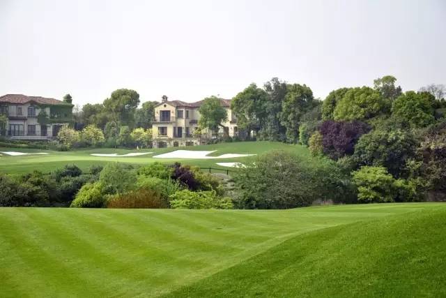 好的景观草坪,天然草坪推荐