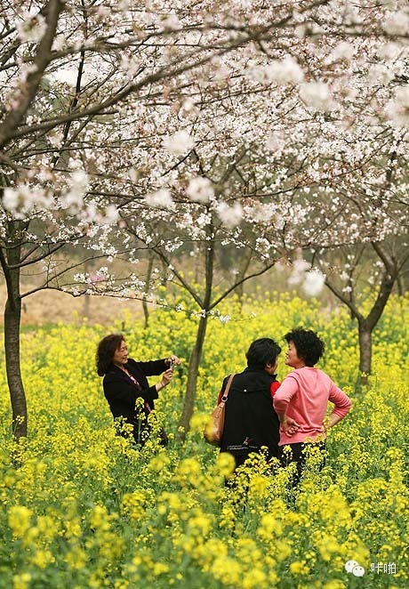 春天樱花摄影作品,春天摄影技巧教程