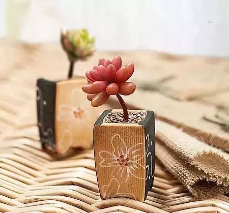 拇指盆栽欣赏,拇指小盆栽