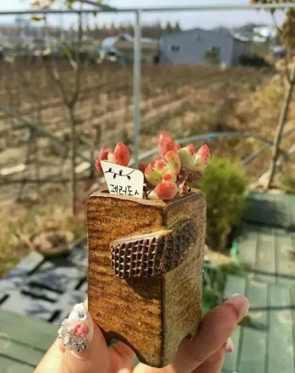 拇指盆栽欣赏,拇指小盆栽