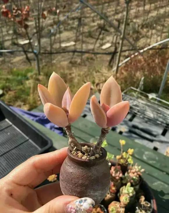 拇指盆栽欣赏,拇指小盆栽