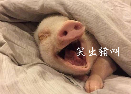 在闲鱼花1000买iphone13,闲鱼上花3000买苹果手机