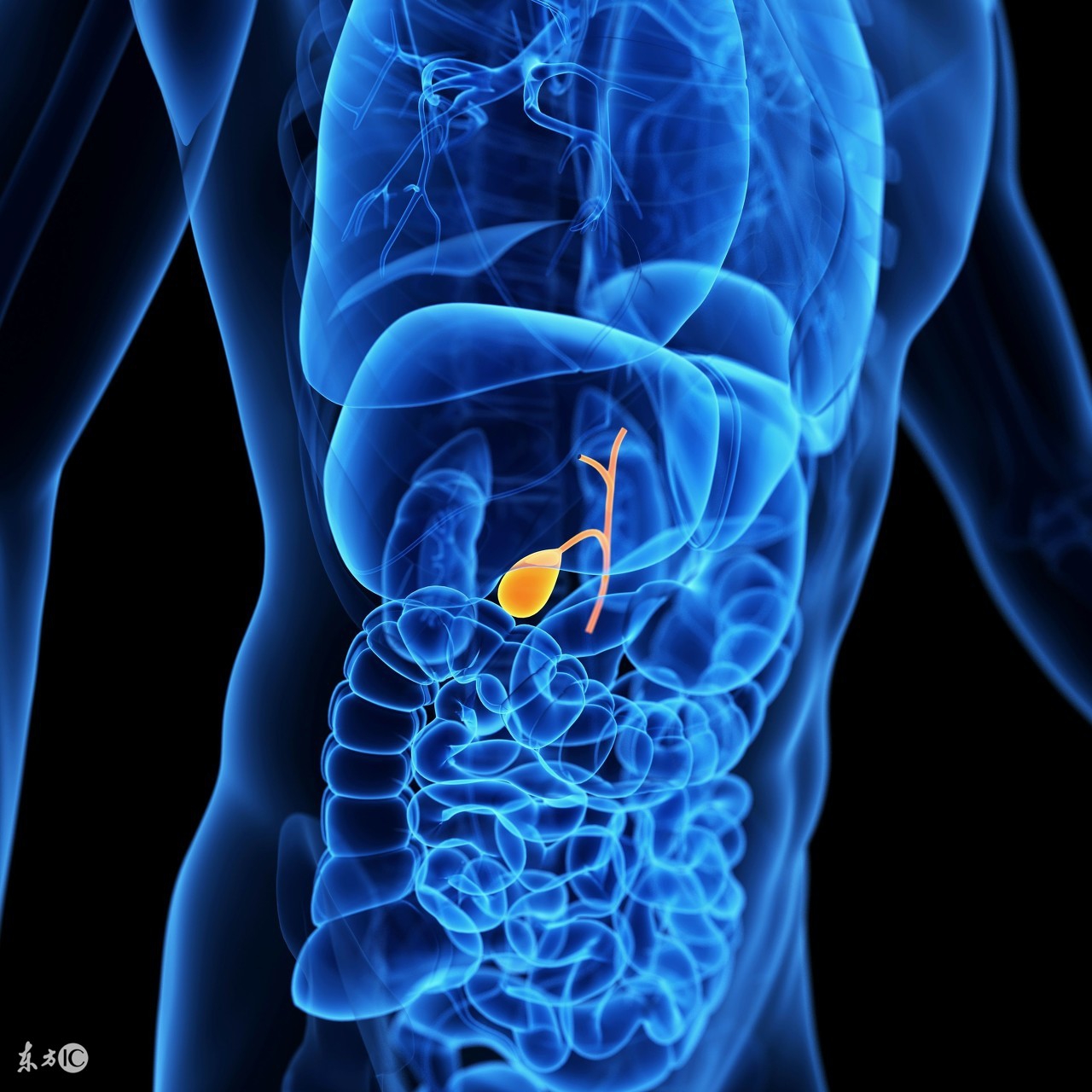 得了胆囊癌会出现哪些明显症状