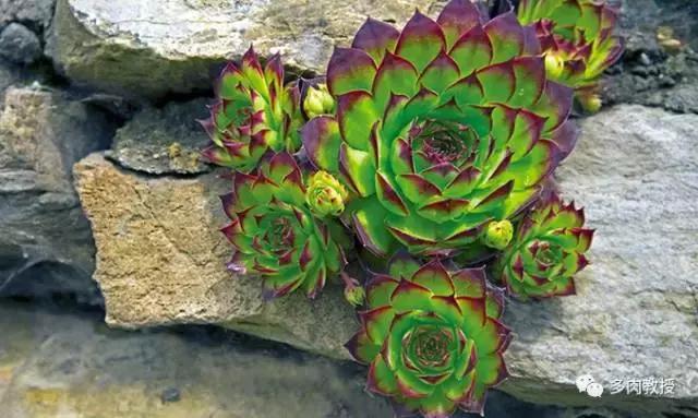 大连多肉在野外的生长环境,常见的一些多肉品种