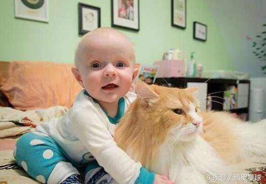 有宝宝到底能不能养宠物,家里有宝宝可以养宠物吗