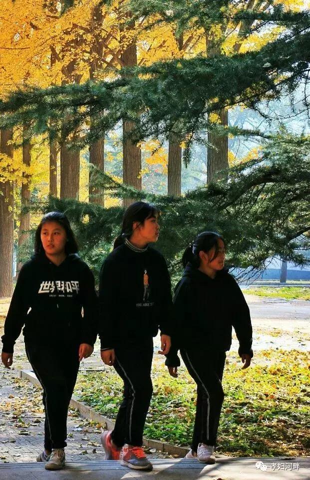 博山区银杏树,博山源泉淄博二中