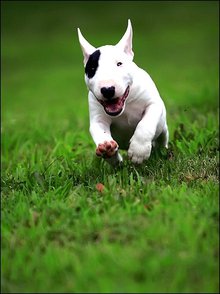 迷你牛头梗是什么样子,迷你牛头梗有尴尬期么