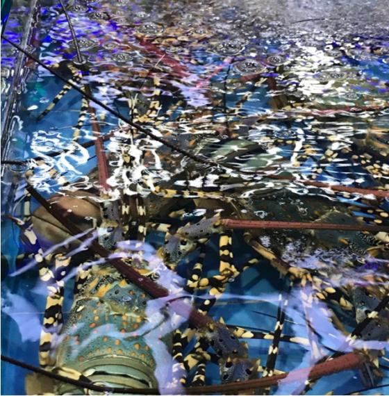 三亚必买10件礼物,三亚免税城购物攻略