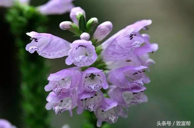 过去有哪些致富好项目,一周致富锦囊经典语录