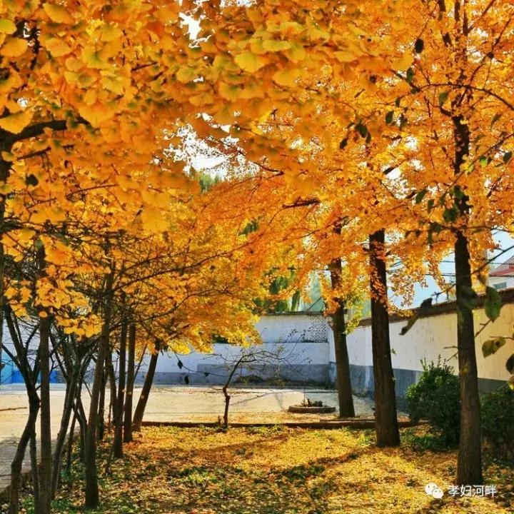 博山区银杏树,博山源泉淄博二中