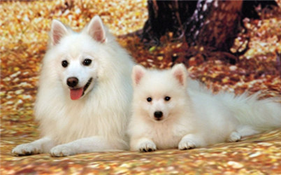 银狐犬和萨摩的区别有哪些？养银狐犬还是萨摩好？