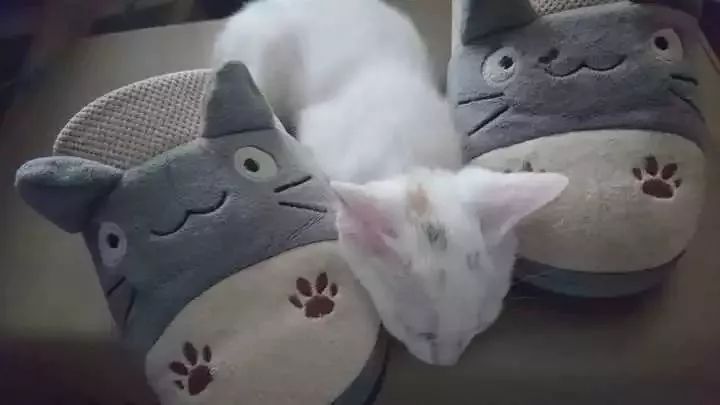 玳瑁猫最丑的猫,玳瑁猫长得好凶