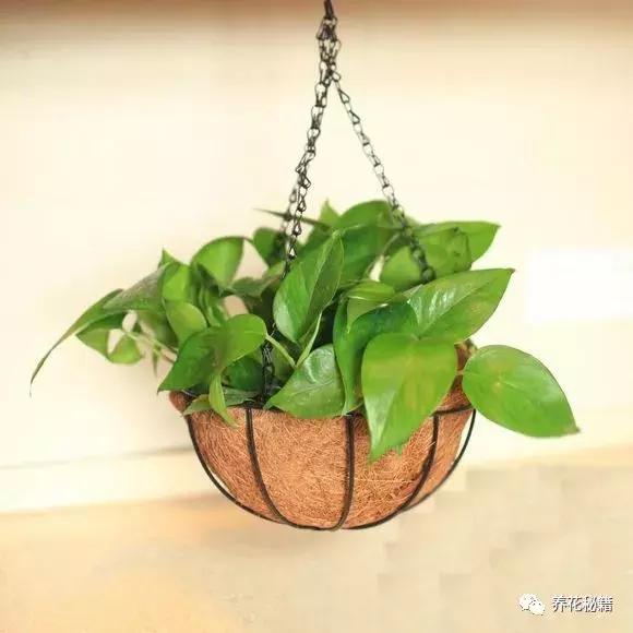怎样养绿萝花知识大全,绿萝的数学知识