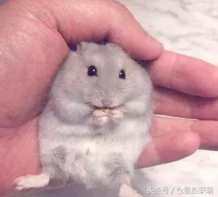 仓鼠怎么才能让它乖乖躺手,如何让仓鼠躺手且不咬手