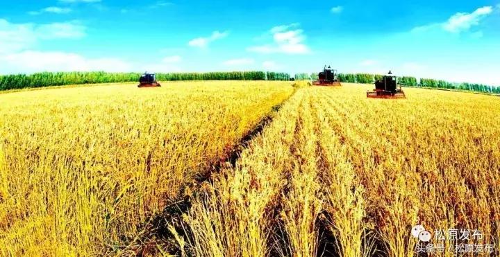 古为皇家贡米，今上国际餐桌！吃大米请您认准松原出品，一般人我不告诉他……