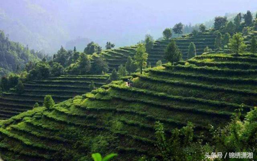 衡南县湘黄鸡,衡南县的湘黄鸡
