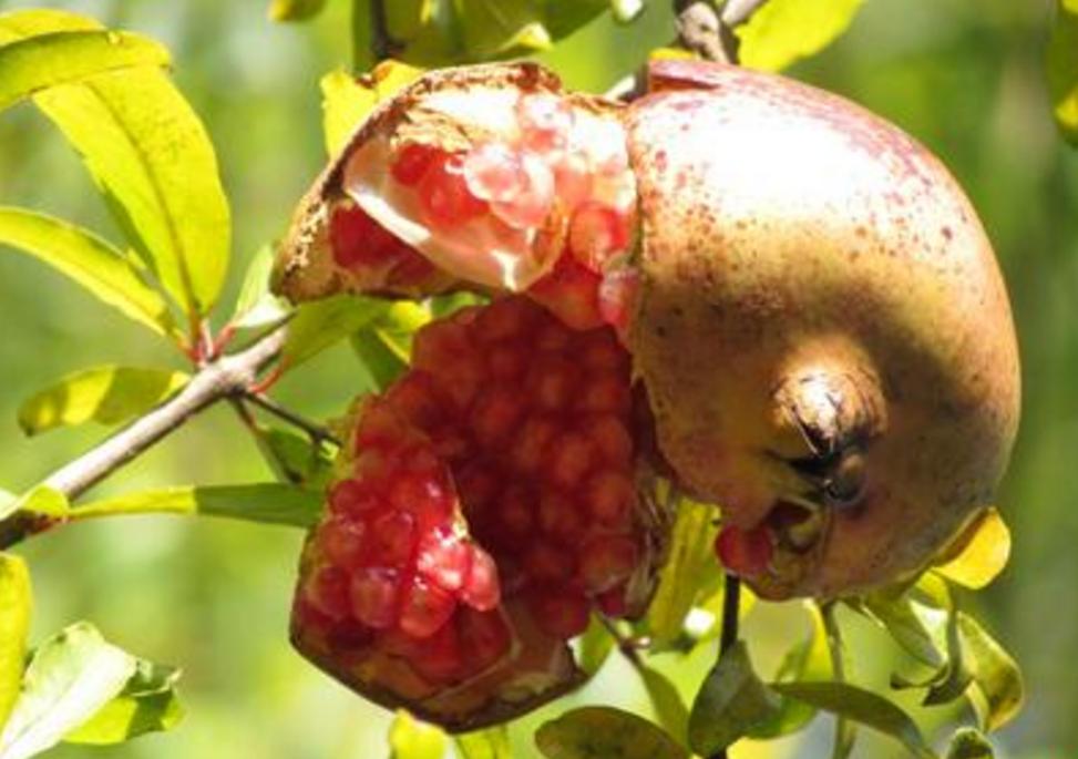 石榴裂开了嘴巴,石榴笑得裂开了嘴