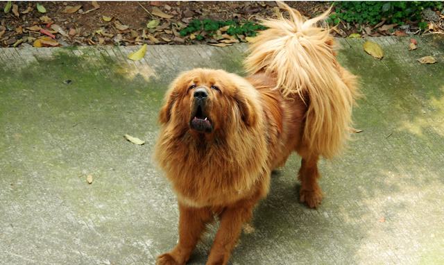 狗狗的品种以及品种的遗传病，*友狗**们要多加注意啊！