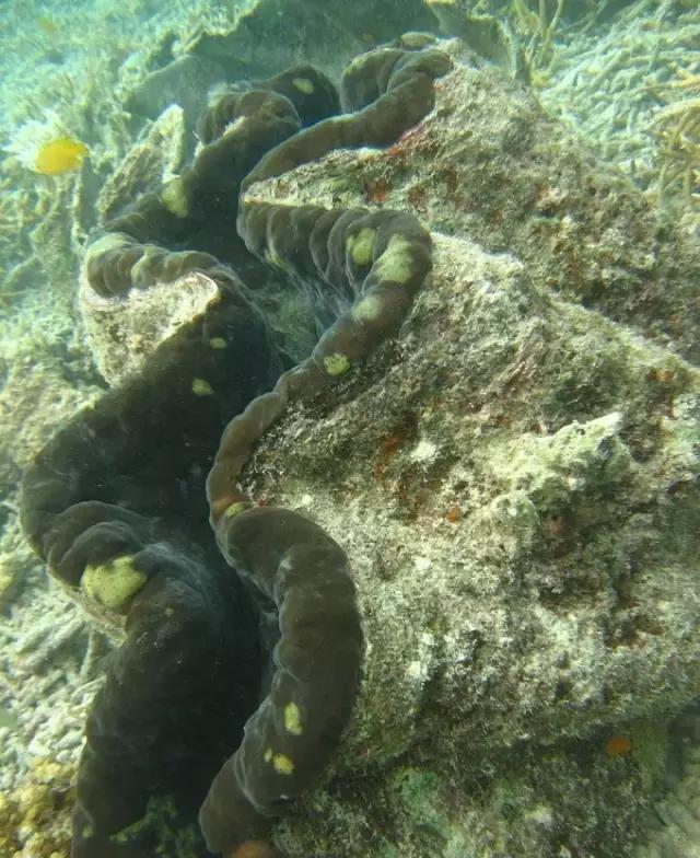 帕劳归来不看海视频,帕劳归来不看海